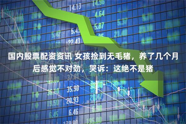 国内股票配资资讯 女孩捡到无毛猪,养了几个月后感觉不对劲,哭诉:这绝不是猪